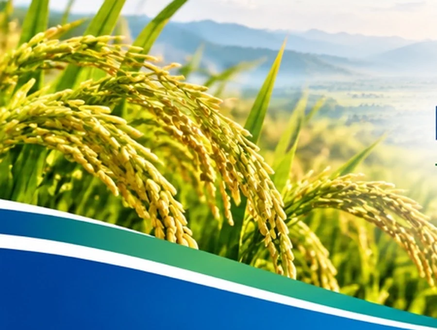 Golden rice stalks in the Mekong agricultural landscape